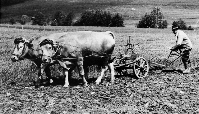 Samen Glättli Co, Wallisellen