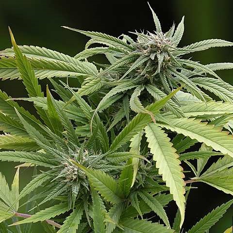 Samen Glättli Co, Wallisellen